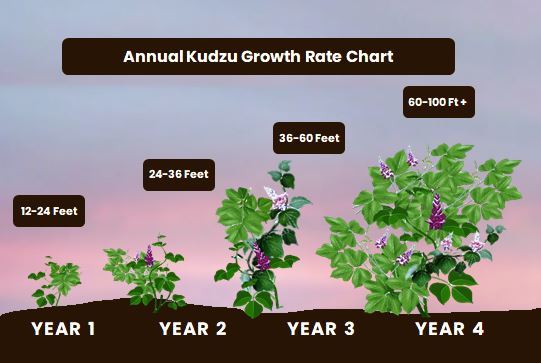 Kudzu's life cycle includes Vegetative reproduction, where Kudzu's roots form at nodes of vines touching the ground, which enlarge to create new crowns. This is the most common way kudzu reproduces. Additionally, Kudzu grows lavender-purple, pea-like flowers in summer, growing in clusters with fruiting pods producing seeds.