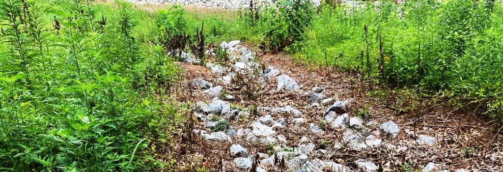 Riparian areas support a wildlife and maintain water quality, control erosion, and manage floods. Native grasses have evolved to thrive here, offering habitat and food for native desirable species. Invasive plants outcompete these natives, reduce biodiversity and degrade water quality.