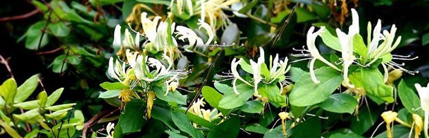 For utility companies and property managers, managing honeysuckle is essential. It requires herbicide applications and close monitoring