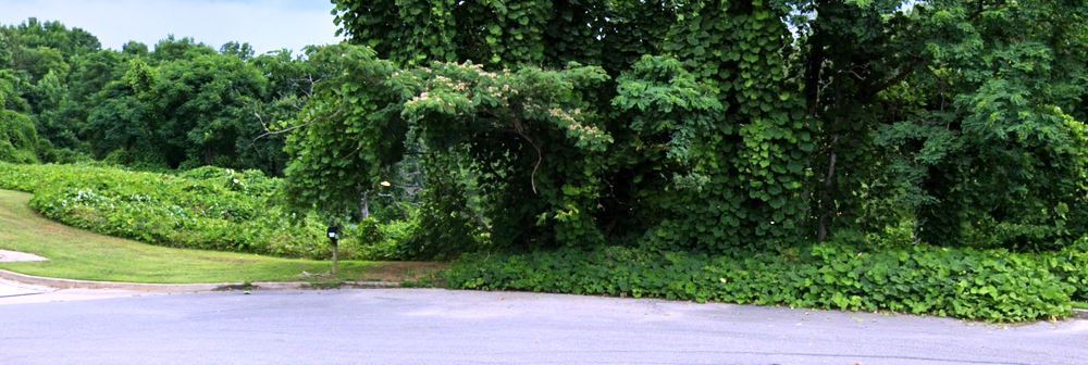 Before Kudzu control program initiated showcasing invasive overgrowth overtaking machinery, skid steers, lifts, and generators, surrounded by poorly maintained rock surfaces and vegetation invaded zones.