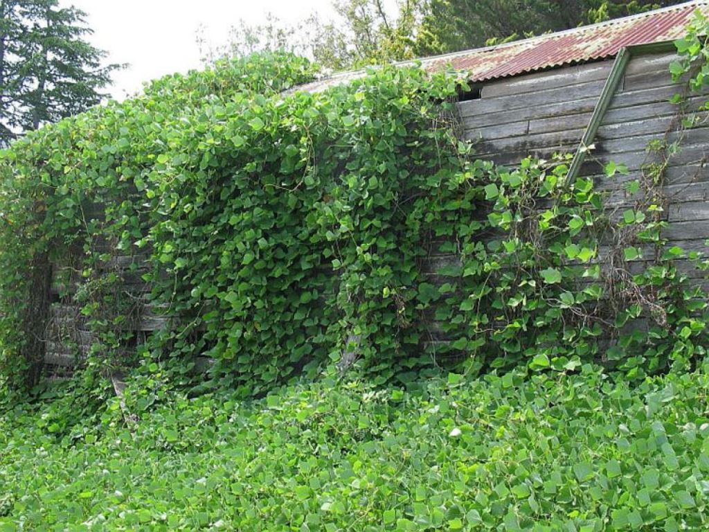 Kudzu abatement needed for overgrown property herbicides twice annually by vegclear