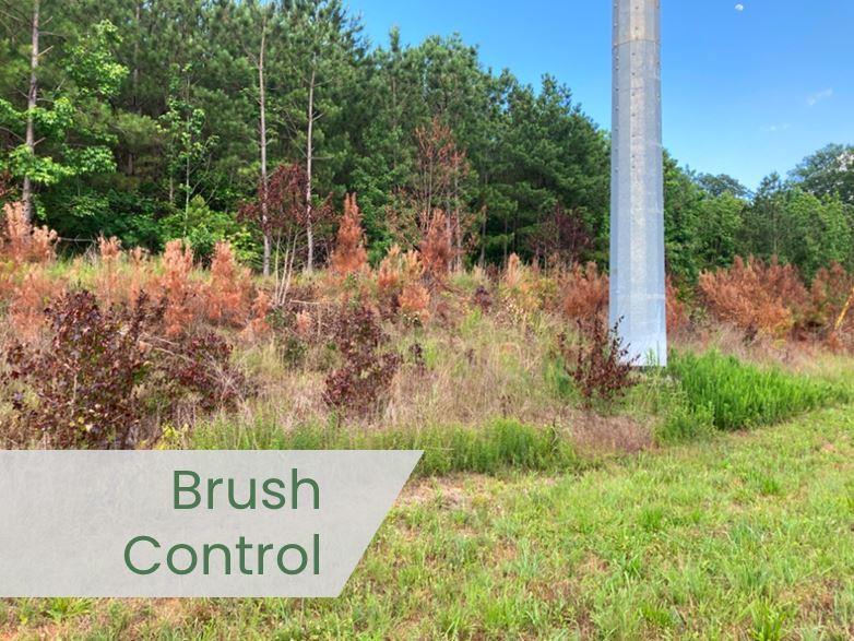 Herbicide treated brush and small trees along a utility easement showing successful brush control results near a transmission pole.