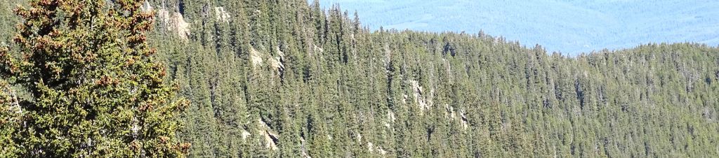 Parks and state owned lands with vegetation management challenges can be solved with a contracted knowledgeable partner service provider