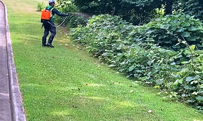 Proven selective herbicides for use to control kudzu and vines on cell towers and around commercial gravel property