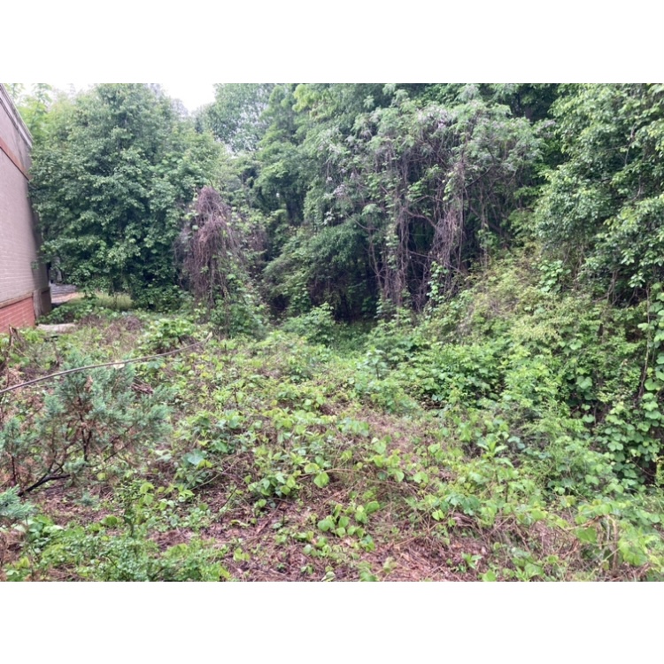 kudzu covering commercial hillside requiring treatment for commercial property kudzu control