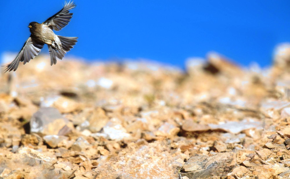 bird in flight spreading invasive vegetation migrating from thousands of miles away causing intrusion to commercial gravel bare ground site