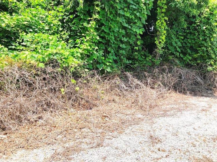 Kudzu abatement in industrial vegetation control