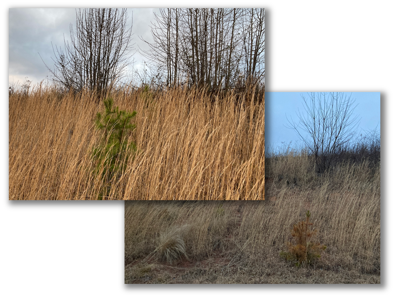 Dormant season view of mixed woody vegetation and pine sapling regrowth in unmanaged grass, illustrating target species for winter herbicide treatments on industrial and public infrastructure sites