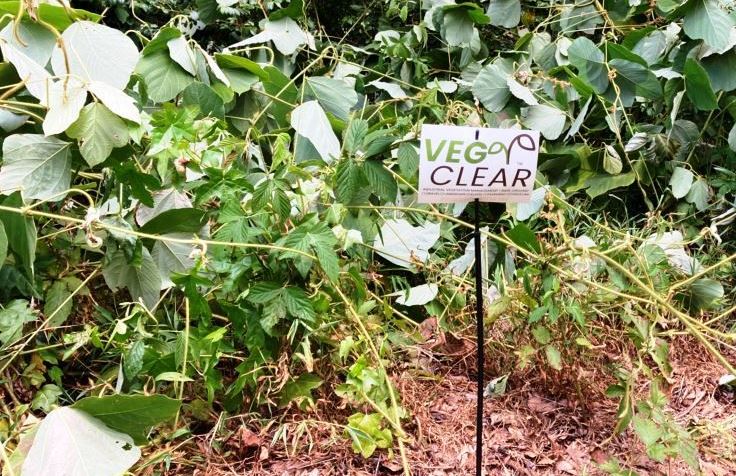 Vegetation Management VegClear working to contain the spread of invasive weed species treated with routine non-selective herbicide