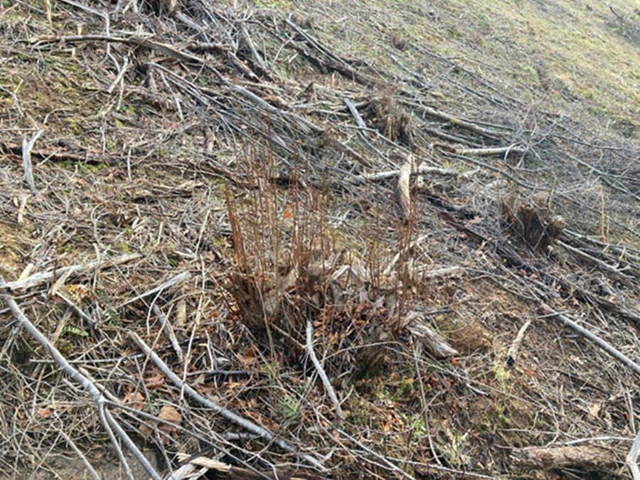 Dormant season woody resprouting following mechanical clearing, illustrating why winter herbicide treatments are used to control regrowth on industrial and public infrastructure sites