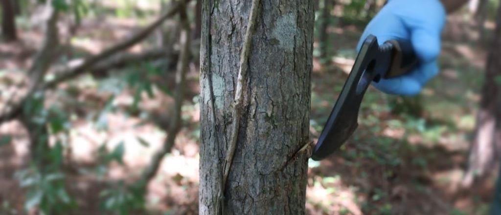 How to manage unwanted woody vegetation around retention ponds, especially during the winter season
