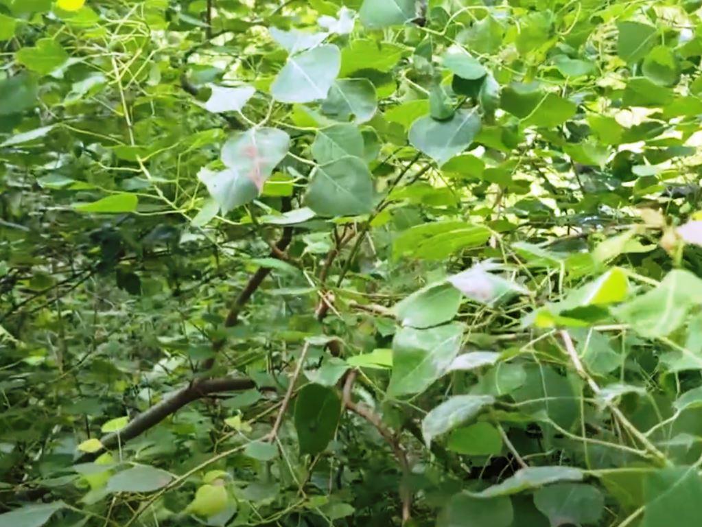 Chinese Tallow Tree with heart-shaped leaves and dense canopy typical of unmanaged roadside or utility corridors in Georgia, an invasive species that displaces native trees and grasses.