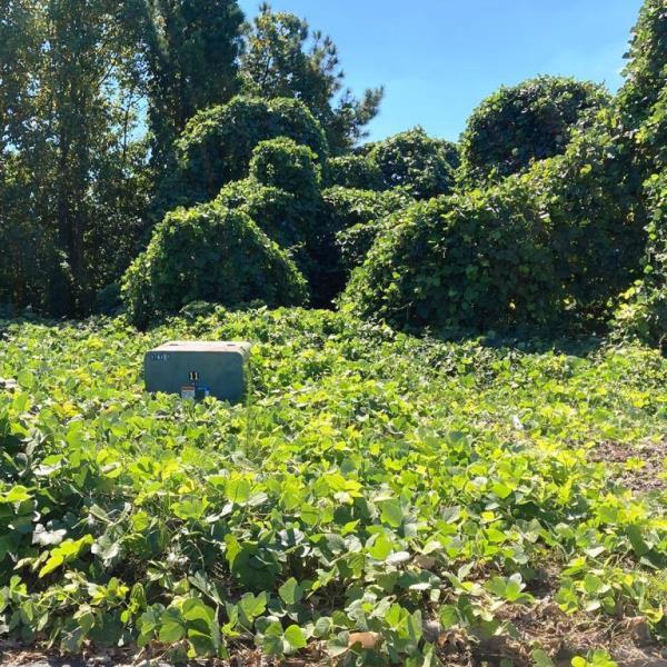 Specialized railroad herbicide spray equipment is needed for applying vegetation control treatment to kudzu infestations