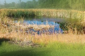 Vegetation Control Services around bodies of water, lakes, shores, berms, parks and aquatic weed control