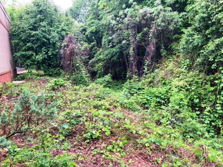 Before Weed Control Spraying: Vegetation Control Service by VegClear Covered in Unwanted Vegetation on Gravel and Property Perimeters, Overgrown With Kudzu