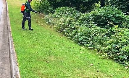 treatment with industrial grade herbicide spraying the leaves of weed sprouts after topping the stumps and crowns and rolling or spraying herbicide directly on to the surface