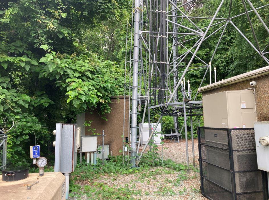 A cell tower site overrun with tall, unmanaged weeds and dense vegetation surrounding the base of the tower and extending across the gravel access path. The overgrowth poses accessibility challenges and potential fire hazards