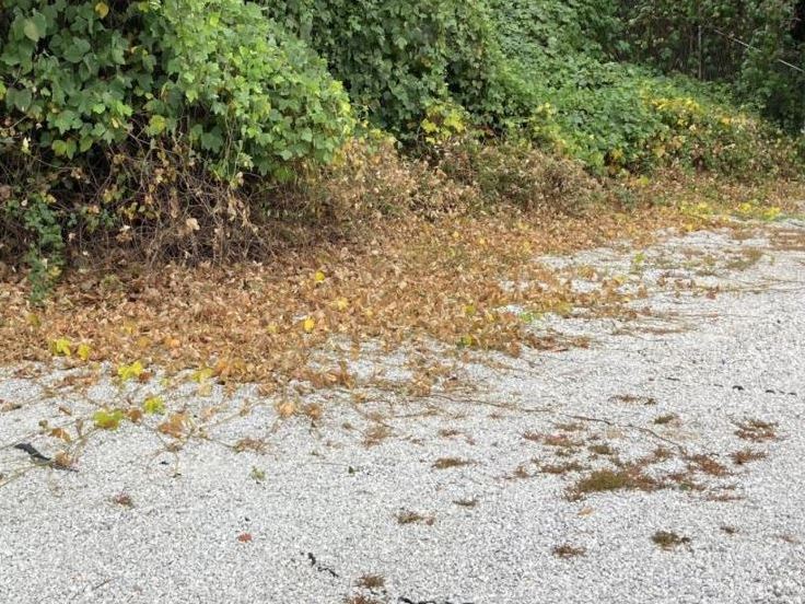 Industrial gravel lots treated by VegClear for kudzu