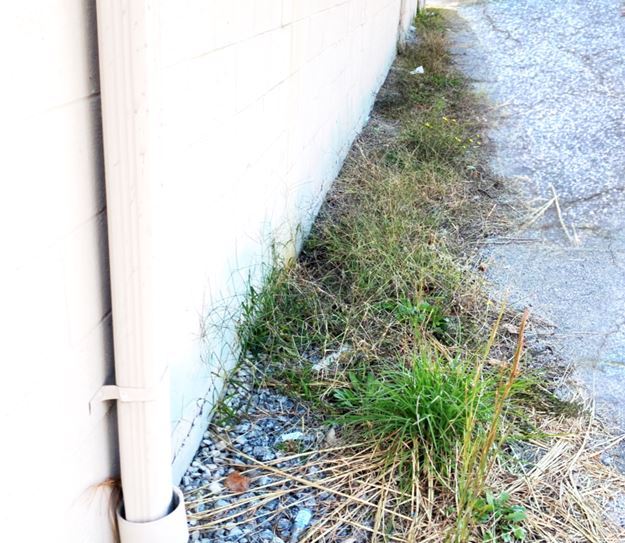 North Georgia Landscaped Beds impacted negatively by unruly invasive growth, diminishing the aesthetic appeal for municipal grounds keepers. How to mix herbicide to kill roadside weeds in Georgia.