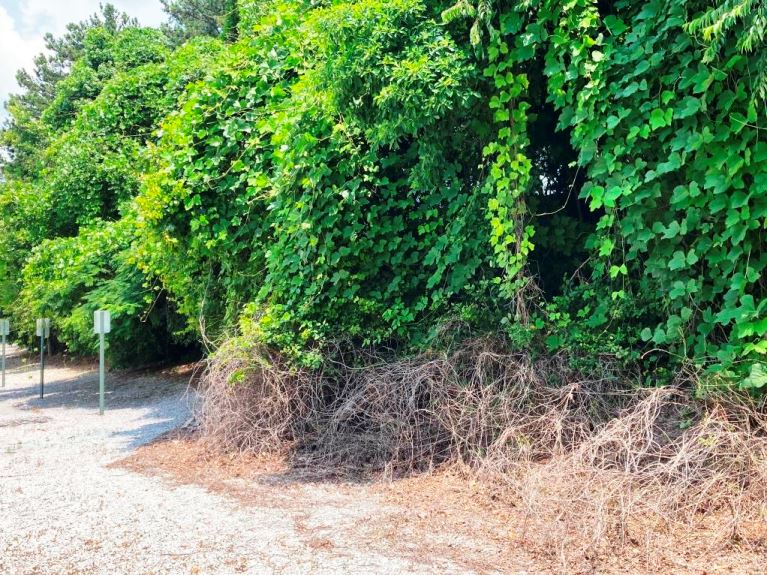VegClear completes kudzu job on industrial property