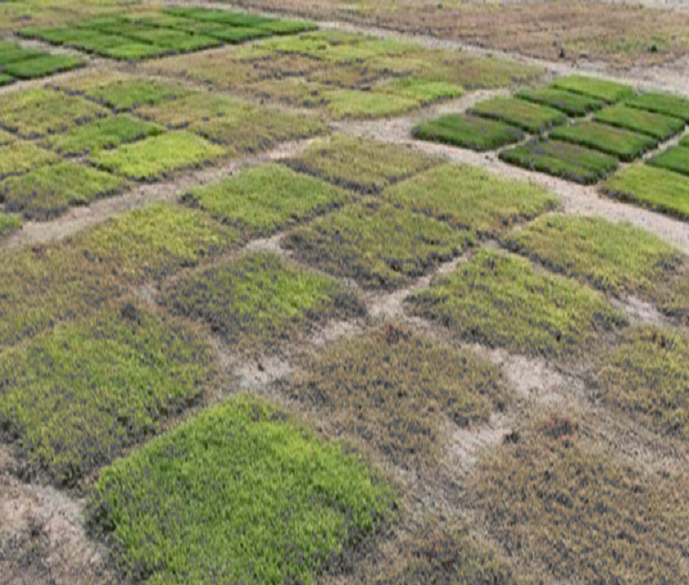 Testing Herbicide on Grass Plots, Each With a Unique Blend of Active Ingredients All at Varied Levels From 0.5 Oz Up to 10 Oz, and Tracking the Progress of Controlled Vegetation Over Time