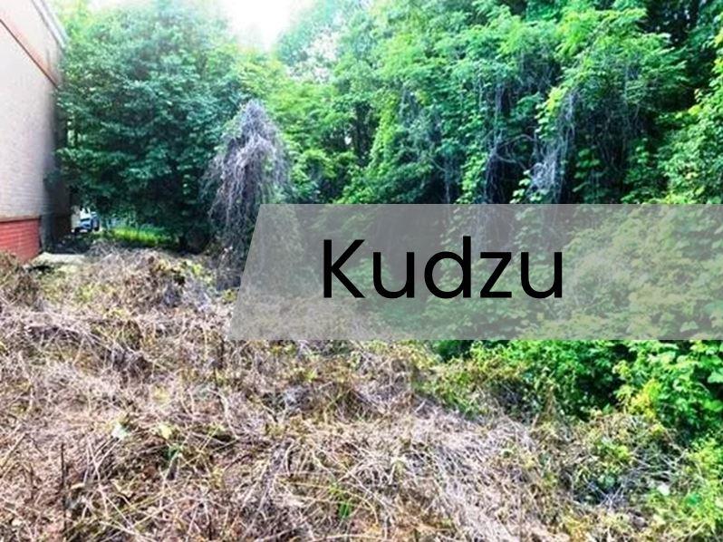 Kudzu infestation behind commercial building treated to suppress invasive vine growth.