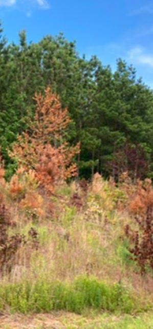 The understory of many planting plots and forests can have the light level to support a rich desirable plant community herbicide application VegClear