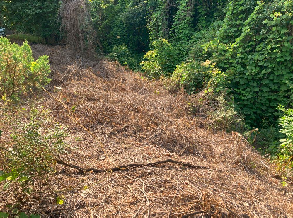 After Spraying Weed Control: Results of Vegetation Control Service by VegClear Eradicated Unwanted Vegetation on Gravel and Property Perimeters, Kudzu No Longer Taking Over Due to Use of the Best Herbicides