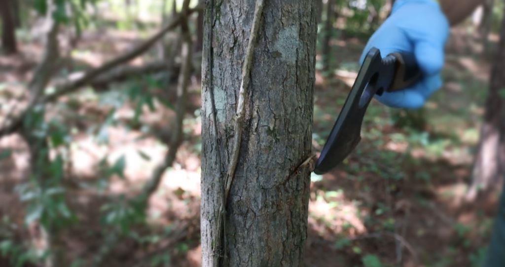 Close-up of hack and squirt tree treatment showing a gloved applicator making a precision cut for selective woody vegetation control during winter operations.