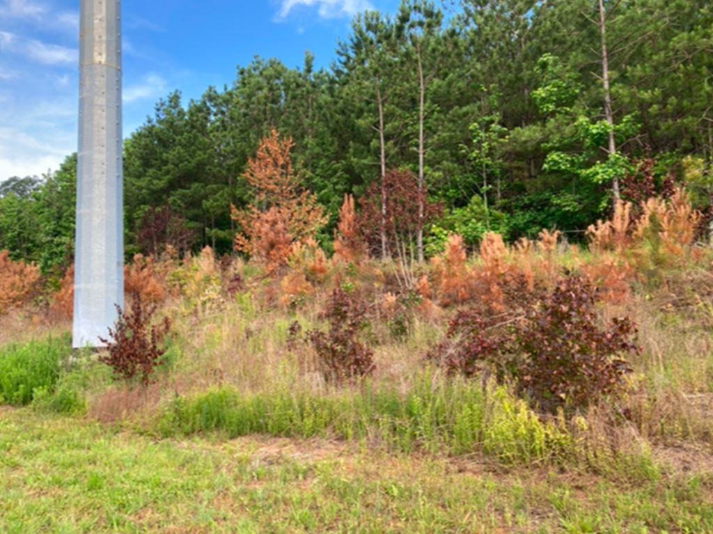 Herbicide-treated invasive pines showing browning foliage on a highway ROW, demonstrating selective control methods in integrated vegetation management (IVM)