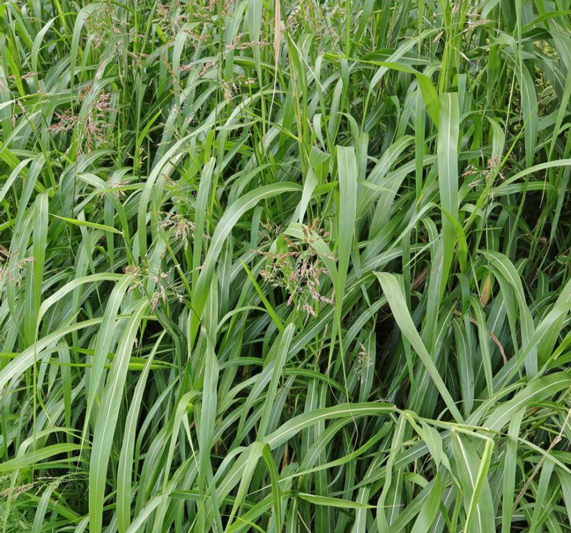 Tall Johnsongrass with seed heads and dense growth across Georgia field edges and utility easements, a persistent perennial grass that obstructs access and spreads rapidly by rhizomes and seed.