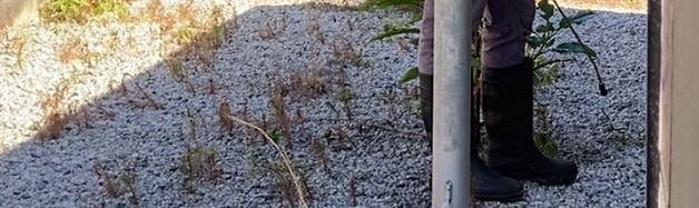 A “weed” is any plant considered undesirable in a specific commercial setting. One example is dandelions which are usually considered weeds due to their appearance in areas that are maintained, even though they are native and pose little ecological threat.