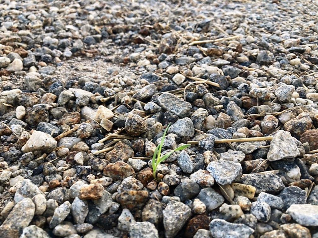Small grass weed emerging through gravel on an industrial yard surface, showing early vegetation breakthrough in a bare ground area managed with integrated vegetation management and herbicide based industrial weed control programs.