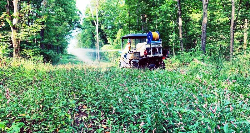 overgrown park property along lakesides requiring industrial vegetation control services