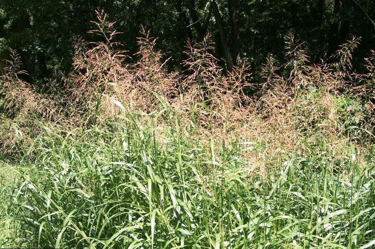 Field Full of Johnson Grass Requiring Vegetation Management Services for Industrial, Rail, and Utility Sites in Georgia, the Southeast, US