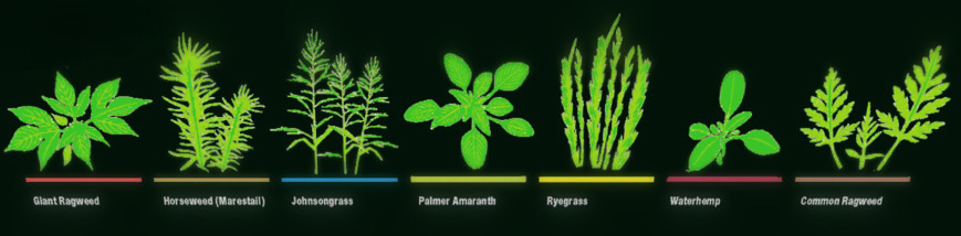 Weeds and the Challenge of Herbicide Resistance in Commercial Vegetation Control