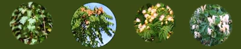 banner with four examples of invasive plants in southeast us