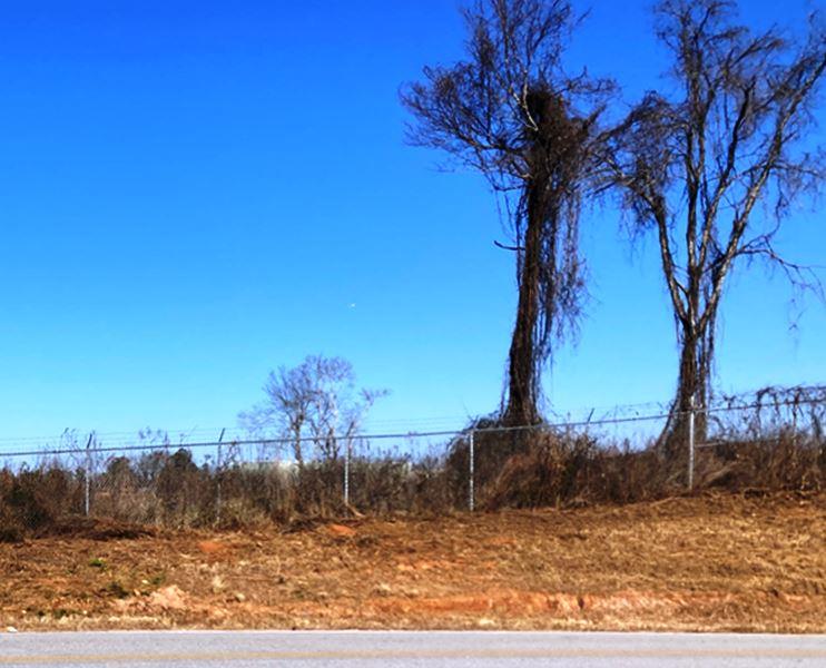 Airport Fence with Dormant Kudzu in Tall Oakwoods: Tall oak trees covered in dormant kudzu along an airport perimeter fence.