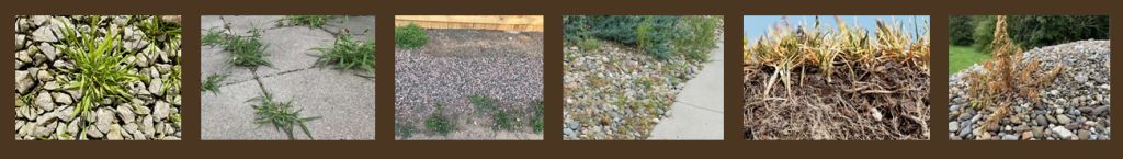 Range of invasive weed species requiring routine vegetation management expertise on commercial sites - VegClear