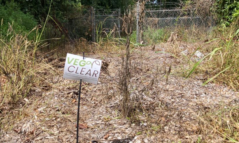 Velvetleaf is a weed species throughout the Midwest and Southeast, is problem for Georgia commercial asset managers, requiring professional weed control applications. Other names are elephant ear, buttonweed, and butterprint.