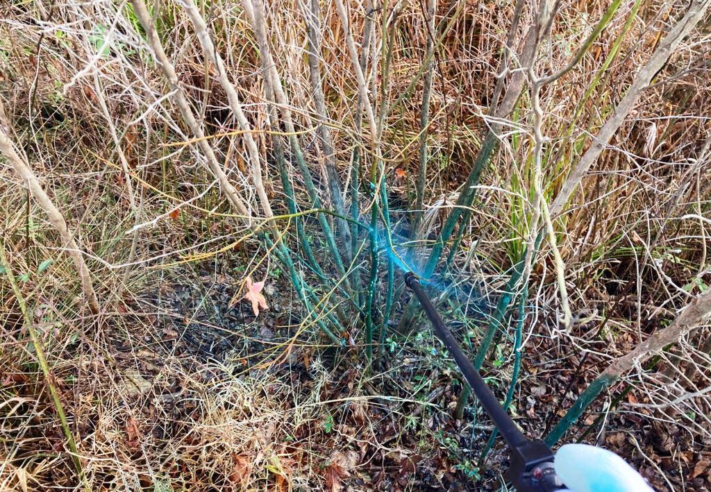 Close-up of directed winter herbicide application using spray dye on multiple woody stems, showing targeted basal and stem treatment to suppress resprouting on an industrial or public infrastructure site during dormant season operations