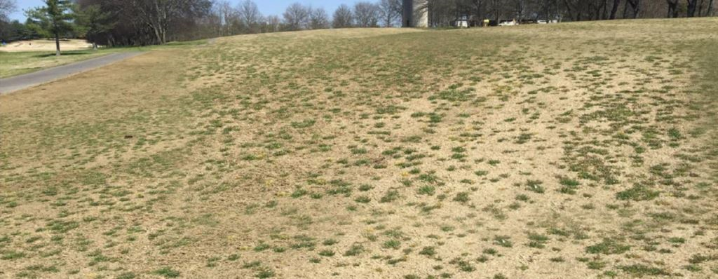 overgrown bermudagrass pasture with herbicide resistant weeds taking over vegclear