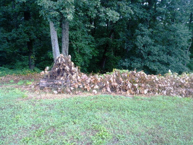 Kudzu
