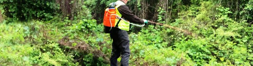 applicator in protective gear treating invasive knotweed with an industrial herbicide spray. The applicator is equipped with a backpack sprayer, ensuring precise application for effective weed control and vegetation management