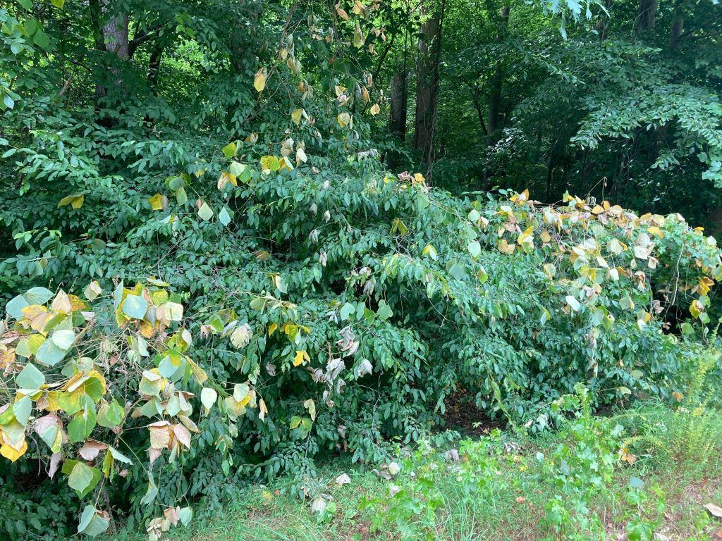 Roadside brush and invasive vine infestation along a drainage corridor. Right-of-way vegetation management targeting woody growth, kudzu, and access restrictions affecting roads, utilities, and public infrastructure.