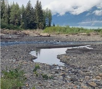 slow moving water flow from industrial property introducing nonnative vegetation to commercial site