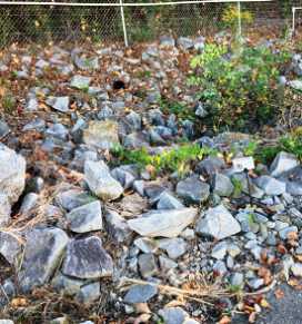 South Carolina Industrial Distribution Property with rock drainage ditch overgrown by untrimmed vegetation, stopping proper drainage and maintenance for the maintenance team.