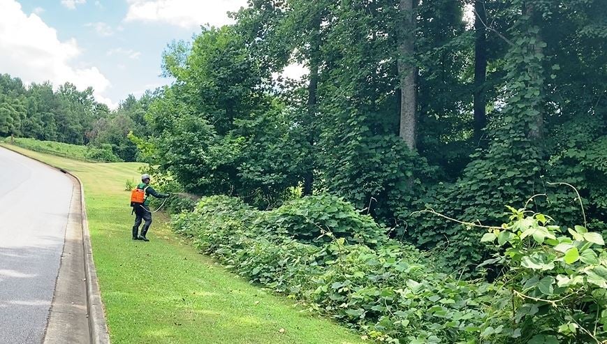 Technician applying herbicide with a backpack sprayer to dense kudzu growth along a roadside and tree line. Demonstrates professional kudzu control services for commercial and industrial property managers seeking to eliminate invasive vines, protect infrastructure, and maintain clear, safe grounds.
