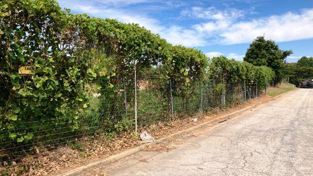 Overgrown vines and brush covering a perimeter fence line at Snider Fleet Solutions’ Ellenwood, GA facility. Vegetation encroaches along the chain-link and electric fence, creating security and maintenance challenges. This image illustrates the type of industrial overgrowth VegClear’s vegetation management program targets to maintain clear, secure, and operational fence boundaries.
