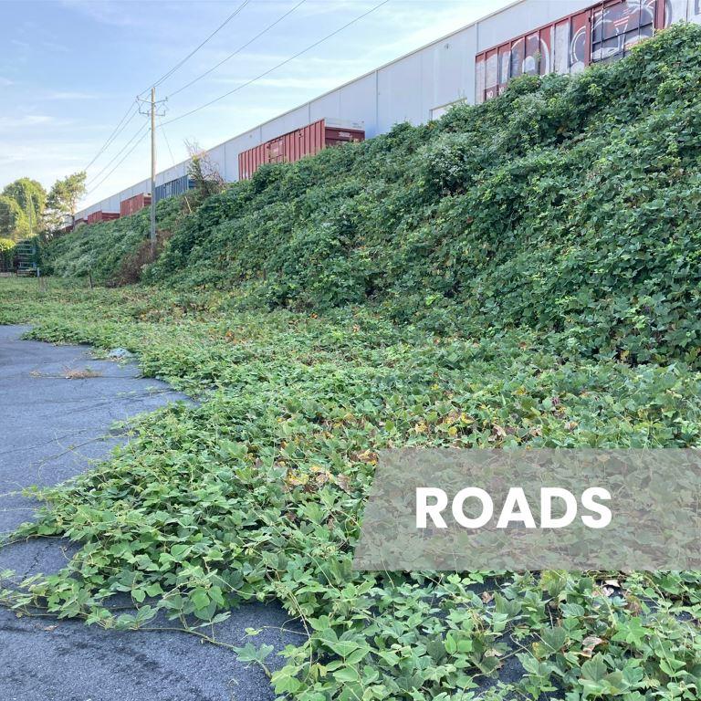 Dense vine growth covering a roadside slope and pavement edge near an industrial facility, showing the need for roadside vegetation control to maintain access, drainage, and safety compliance